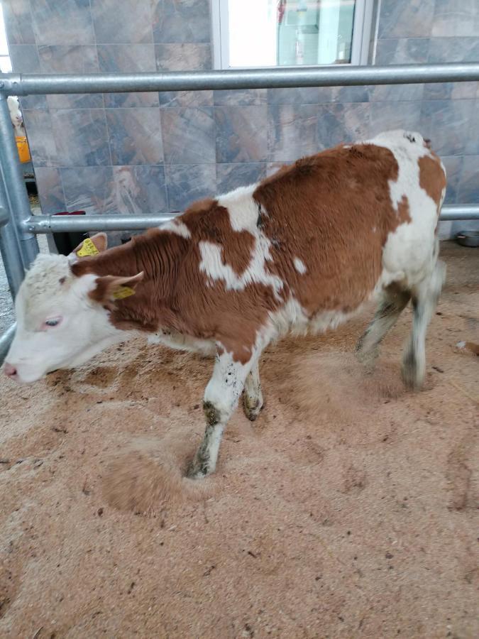 Woferlhof, Ferienhof Boxhorn Böbrach Kültér fotó