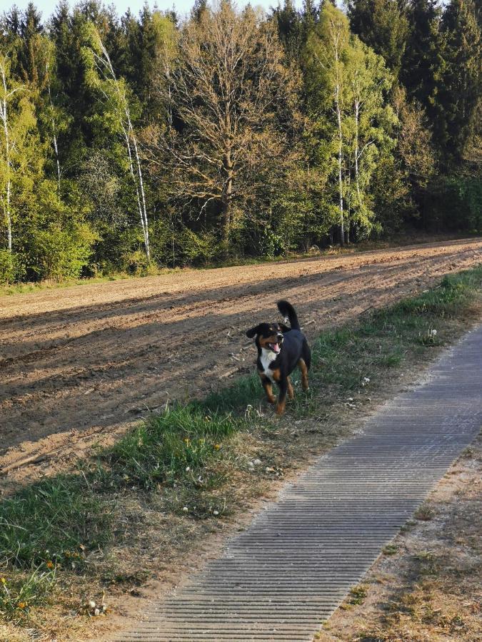 Woferlhof, Ferienhof Boxhorn Apartman Böbrach Kültér fotó